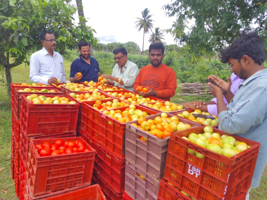 Tomato Supply Chains, tomato traceability, c-safe tomato supply chain