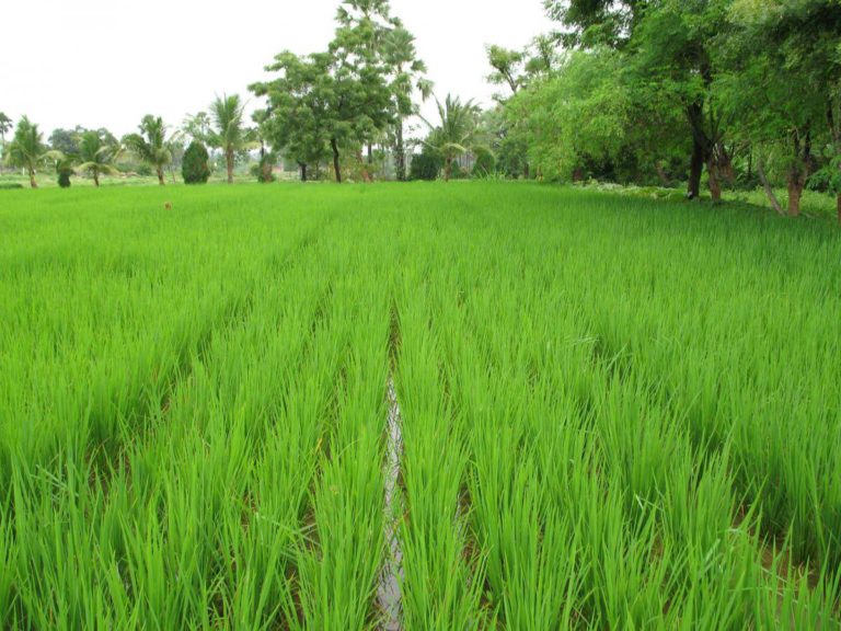 rice supply chain, rice traceability, food supply chain, food traceability, blockchain traceability software