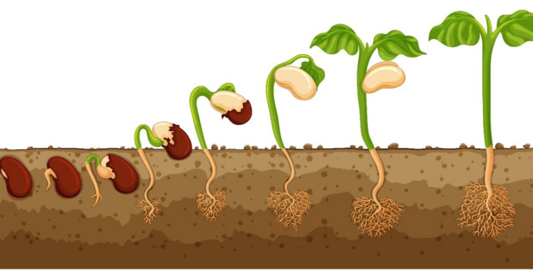 seed traceability, seed supply chain, blockchain in seed traceability, blockchain for seed supply chain