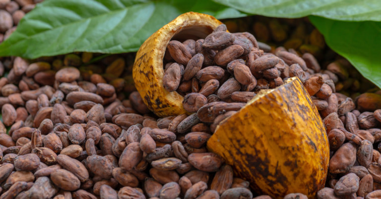 cocoa traceability challenges, cocoa traceability, cocoa supply chain, eudr for cocoa farmers, eudr for cocoa supply chain, eudr platform, eudr solutions