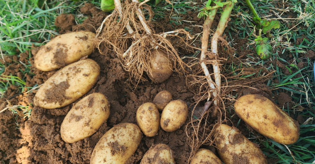 End-to-End Potato Supply Chain Traceability, End-to-End Potato Supply Chain, Potato Supply Chain, Potato Supply Chain Traceability