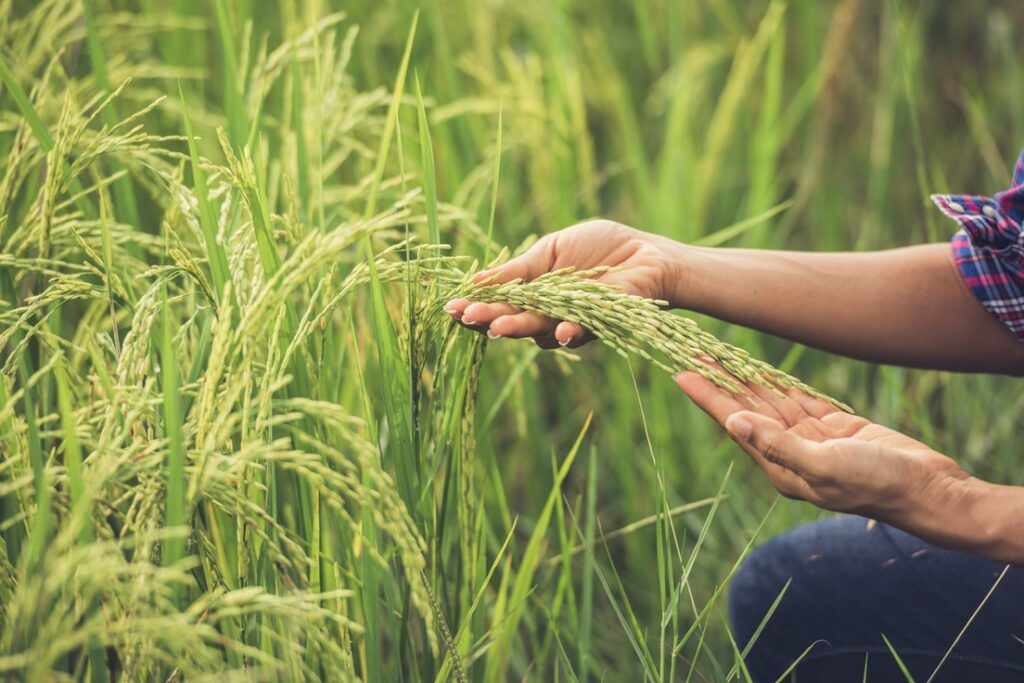 Digitizing Mandi Procurement, Mandi Procurement with QR Code Traceability, mandi Procurement