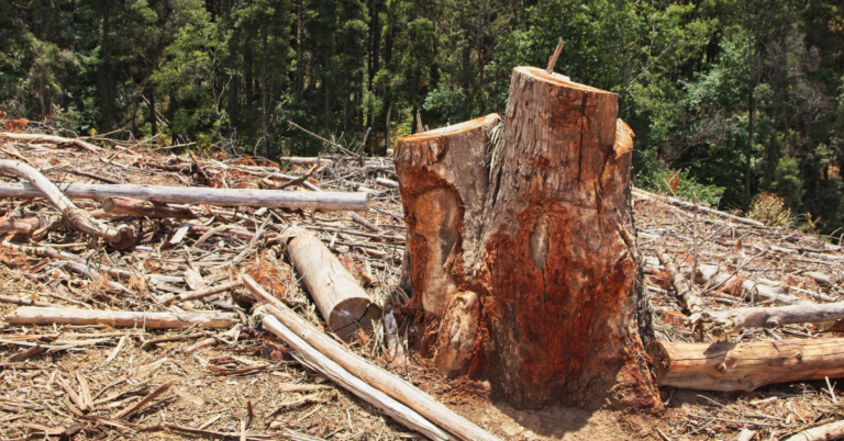 Deforestation Risk Assessment for EUDR, Deforestation Risk Assessment