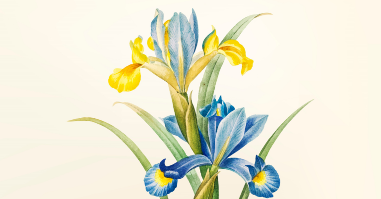 Orris Root traceability, Orris Root traceability in Fragrance