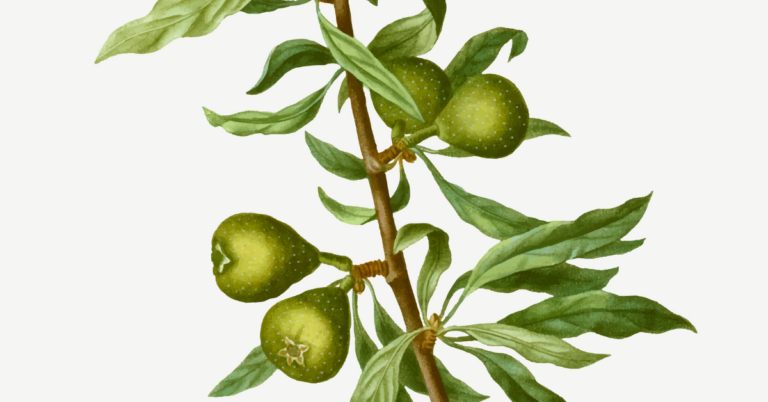 shea supply chain, shea supply chains, shea traceability, shea value chain, shea value chain
