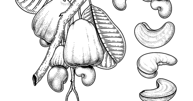 cashew supply chain traceability, Sustainable Cashew Production, Sustainable Cashew, Sustainable Cashew traceability, Sustainable Cashew supply chain