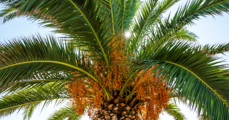 Palm Oil Supply Chain, Palm Oil Supply Chain in germany, eudr dds palm oil supply chain