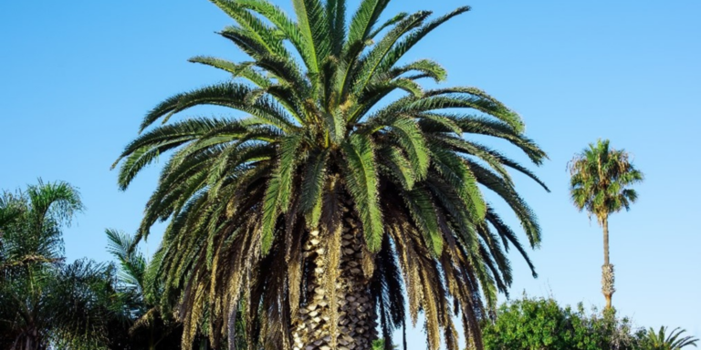 EUDR Compliance for Palm Oil Exporters in Malaysia, EUDR Compliance for Palm Oil Exporters, Palm Oil Exporters in India, Palm Oil Exporters