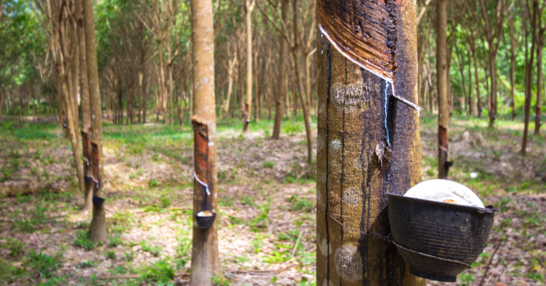 eudr compliance for rubber exporters in indonesia, eudr compliance for rubber exporters, rubber exporters